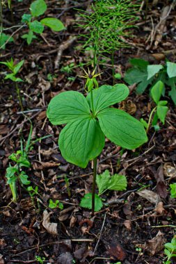 Paris bitkisi. Ormanda zehirli böğürtlen ve çiçekler yetişir..