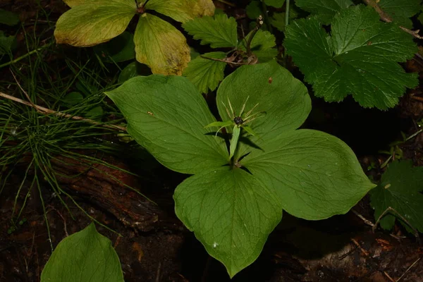 Erba Parigi Bacche Velenose Fiori Crescono Nella Foresta — Foto Stock