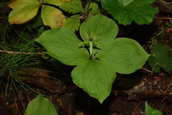 Erba Parigi Bacche Velenose Fiori Crescono Nella Foresta — Foto Stock