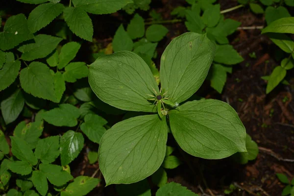 Erba Parigi Bacche Velenose Fiori Crescono Nella Foresta — Foto Stock