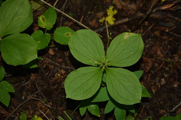 Erba Parigi Bacche Velenose Fiori Crescono Nella Foresta — Foto Stock