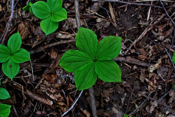 Erba Parigi Bacche Velenose Fiori Crescono Nella Foresta — Foto Stock