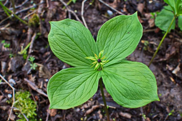 Erba Parigi Bacche Velenose Fiori Crescono Nella Foresta — Foto Stock