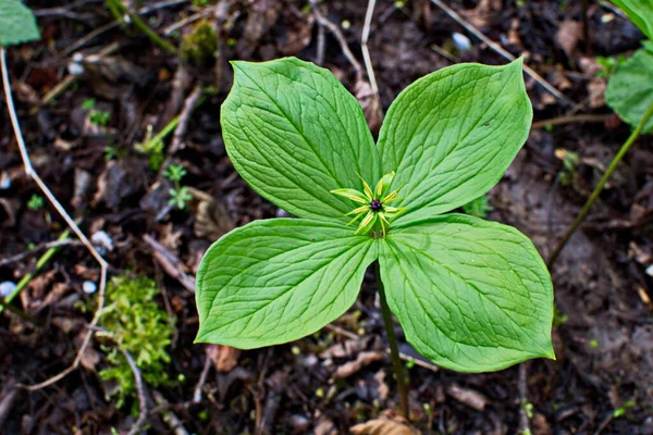 Erba Parigi Bacche Velenose Fiori Crescono Nella Foresta — Foto Stock