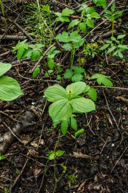 Paris bitkisi. Ormanda zehirli böğürtlen ve çiçekler yetişir..