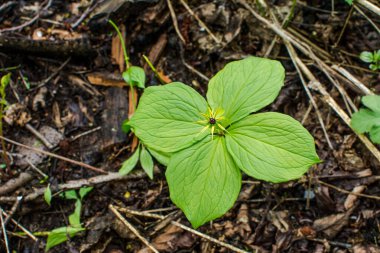 Paris bitkisi. Ormanda zehirli böğürtlen ve çiçekler yetişir..