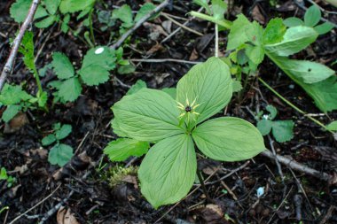 Paris bitkisi. Ormanda zehirli böğürtlen ve çiçekler yetişir..