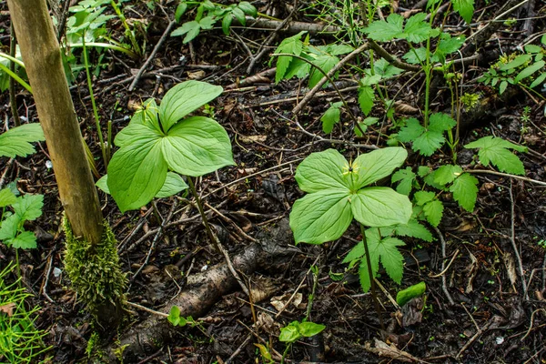 Erba Parigi Bacche Velenose Fiori Crescono Nella Foresta — Foto Stock