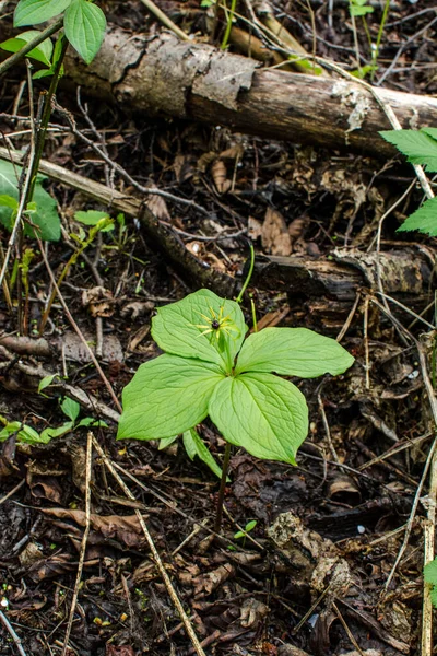 Erba Parigi Bacche Velenose Fiori Crescono Nella Foresta — Foto Stock