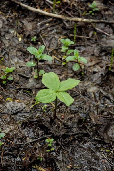 Erba Parigi Bacche Velenose Fiori Crescono Nella Foresta — Foto Stock