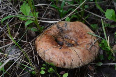 Paxillus, yaygın olarak kahverengi yuvarlak-jant olarak bilinen zehirli bir mantar olan zehirli pax içerir.
