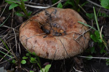 Paxillus, yaygın olarak kahverengi yuvarlak-jant olarak bilinen zehirli bir mantar olan zehirli pax içerir.