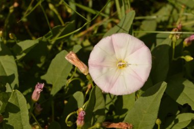 İlçede pembe çiçek açan bağyosunu çiçekleri (Convolvulus arvensis)