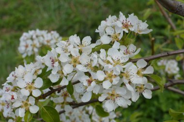 Amelanchier lamarckii yaprak döken çalı, bir grup beyaz çiçek ve yapraklar çiçek açmış dallarda, karlı mezgit bitkisi ekimi
