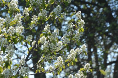 Amelanchier lamarckii yaprak döken çalı, bir grup beyaz çiçek ve yapraklar çiçek açmış dallarda, karlı mezgit bitkisi ekimi