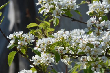 Amelanchier lamarckii yaprak döken çalı, bir grup beyaz çiçek ve yapraklar çiçek açmış dallarda, karlı mezgit bitkisi ekimi