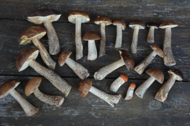 Sonbahar sonbahar kompozisyonu. Değişik çiğ, yenilebilir mantarlar Penny Bun Boletus leccinum kırsal masada. Ahşap arka planda ağlar. Lezzetli organik mantar gurmesi pişirmek. Düz üst görünüm