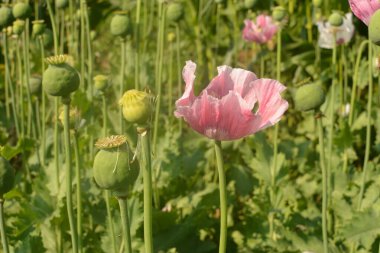 Papaver somniferum, Papaveraceae familyasından, afyon ve haşhaş tohumlarının türetildiği ve değerli bir süs bitkisi olan bir bitki türüdür.