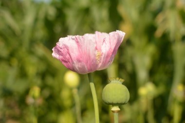 Papaver somniferum, Papaveraceae familyasından, afyon ve haşhaş tohumlarının türetildiği ve değerli bir süs bitkisi olan bir bitki türüdür.