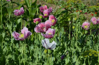 Papaver somniferum the opium poppy is a species of flowering plant in the family Papaveraceae It is the species of plant from which opium and poppy seeds are derived and is a valuable ornamental plant clipart