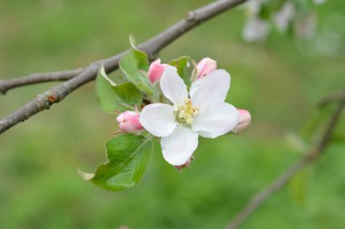 Beyaz Elma Çiçekleri. Çiçek açan güzel elma ağaçları. Baharda çiçek açan bir arka plan. Çiçek açan elma ağacı (Malus domestica) yakın plan. Elma çiçeği. Bahar geldi..