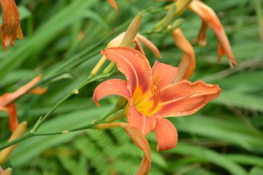 Çiçek açan turuncu Lilium soğanı. Çiçek açan turuncu tropik çiçekli kaplan zambağı.