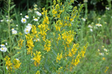 Genista Tinctoria, yabani bitki. Yaz mevsiminde çiçek açar. Boyacı süpürgesinin sarı çiçekleri (Genista tütsü, boyacı yeşili). İlaç bitkisi, ve tekstil boyamak için kullanılır..