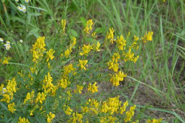 Genista Tinctoria, yabani bitki. Yaz mevsiminde çiçek açar. Boyacı süpürgesinin sarı çiçekleri (Genista tütsü, boyacı yeşili). İlaç bitkisi, ve tekstil boyamak için kullanılır..