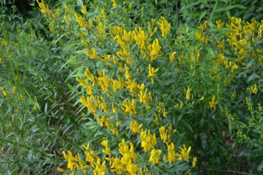 Genista Tinctoria, yabani bitki. Yaz mevsiminde çiçek açar. Boyacı süpürgesinin sarı çiçekleri (Genista tütsü, boyacı yeşili). İlaç bitkisi, ve tekstil boyamak için kullanılır..