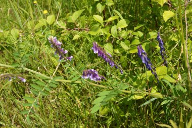 Orman bitkileri kuşları Vech, yazları çimlerin üzerinde (Vicia cracca), makro fotoğrafçılık, seçici odak noktası. Çiçekli kuş vetch, Vicia cracca, yazın