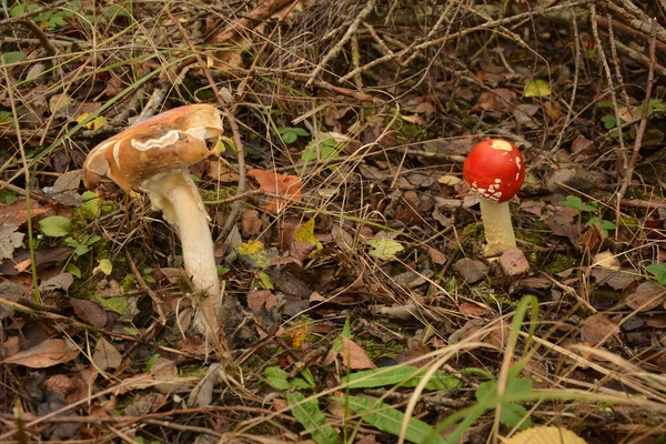 Mouche Rouge Agar Champignons Toxiques Sont Également Dangereux Pour Personne — Photo