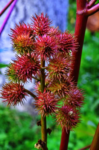 Ricinus Communis Die Rizinusölpflanze Ist Eine Blütenpflanze Aus Der Familie — Stockfoto