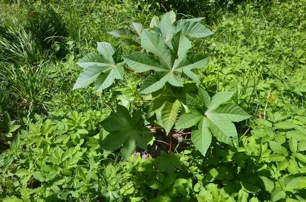 Ricinus Communis Ricinolja Blomsterväxt Familjen Spiggväxter Euphorbiaceae — Stockfoto