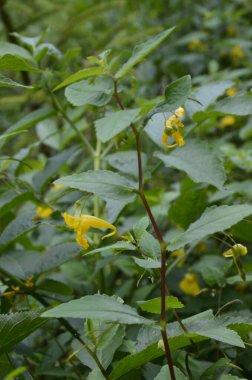 Dokunma bana balsam değil (Impatiens noli-tangere) yeşil yaprakların çiçek yakın planı