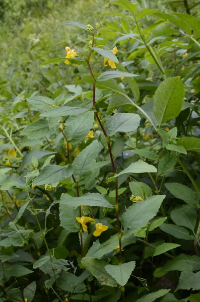 タッチ ノット バルサム インパティエンスノリ タンジェレ の花の閉鎖緑の葉 — ストック写真