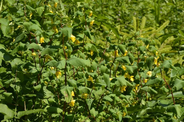 Blume Nahaufnahme Eines Touch Balsam Impatiens Noli Tangere Grünen Blättern — Stockfoto