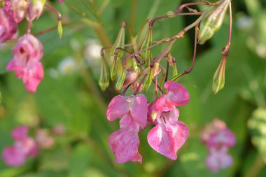Himalaya Balsam Impatiens glandulifera. sık sık pembe çiçek açar ve tomurcuklanır Himalaya Balsam bitkisi çiğ damlaları ve örümcek ağı ile sonbahar mevsiminin erken saatlerinde.
