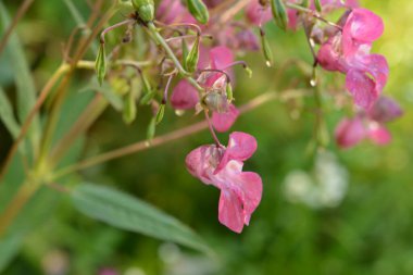 Himalaya Balsam Impatiens glandulifera. sık sık pembe çiçek açar ve tomurcuklanır Himalaya Balsam bitkisi çiğ damlaları ve örümcek ağı ile sonbahar mevsiminin erken saatlerinde.