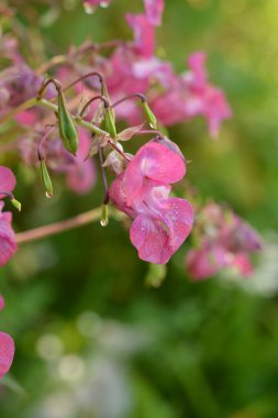 Himalaya Balsam Impatiens glandulifera. sık sık pembe çiçek açar ve tomurcuklanır Himalaya Balsam bitkisi çiğ damlaları ve örümcek ağı ile sonbahar mevsiminin erken saatlerinde.