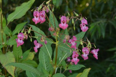 Himalaya Balsam Impatiens glandulifera. sık sık pembe çiçek açar ve tomurcuklanır Himalaya Balsam bitkisi çiğ damlaları ve örümcek ağı ile sonbahar mevsiminin erken saatlerinde.