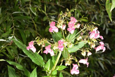 Himalaya Balsam Impatiens glandulifera. sık sık pembe çiçek açar ve tomurcuklanır Himalaya Balsam bitkisi çiğ damlaları ve örümcek ağı ile sonbahar mevsiminin erken saatlerinde.