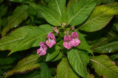 Himalaya Balsam Impatiens glandulifera. sık sık pembe çiçek açar ve tomurcuklanır Himalaya Balsam bitkisi çiğ damlaları ve örümcek ağı ile sonbahar mevsiminin erken saatlerinde.