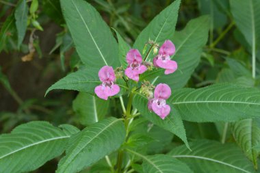 Himalaya Balsam Impatiens glandulifera. sık sık pembe çiçek açar ve tomurcuklanır Himalaya Balsam bitkisi çiğ damlaları ve örümcek ağı ile sonbahar mevsiminin erken saatlerinde.