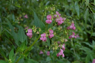 Himalaya Balsam Impatiens glandulifera. sık sık pembe çiçek açar ve tomurcuklanır Himalaya Balsam bitkisi çiğ damlaları ve örümcek ağı ile sonbahar mevsiminin erken saatlerinde.