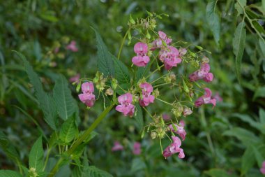 Himalaya Balsam Impatiens glandulifera. sık sık pembe çiçek açar ve tomurcuklanır Himalaya Balsam bitkisi çiğ damlaları ve örümcek ağı ile sonbahar mevsiminin erken saatlerinde.