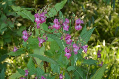 Himalaya Balsam Impatiens glandulifera. sık sık pembe çiçek açar ve tomurcuklanır Himalaya Balsam bitkisi çiğ damlaları ve örümcek ağı ile sonbahar mevsiminin erken saatlerinde.