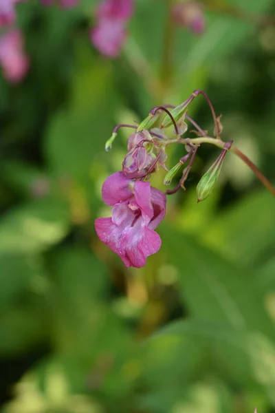 Himalaya Balsam Impatiens Glandulifera Soft Rose Floraison Bourgeonnement Himalaya Balsam — Photo