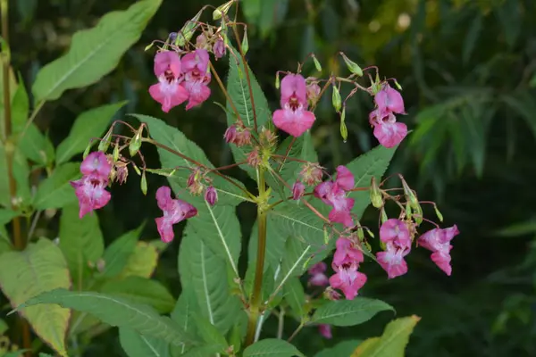 ヒマラヤ バルサム インパシデンツ グランドリファ柔らかいピンクの開花とヒマラヤ バルサム プラントは 秋の早い時期の朝に羽毛とクモの糸で開花します — ストック写真
