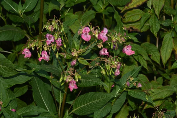 히말라야 임파서블 Glandulifera Soft Pink Flowing Budding Hiran Balsam Plant — 스톡 사진