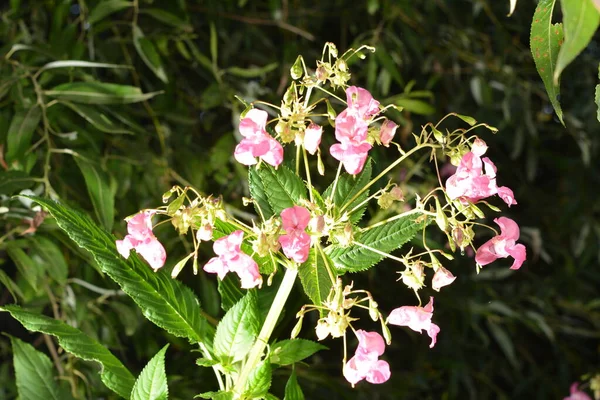히말라야 임파서블 Glandulifera Soft Pink Flowing Budding Hiran Balsam Plant — 스톡 사진